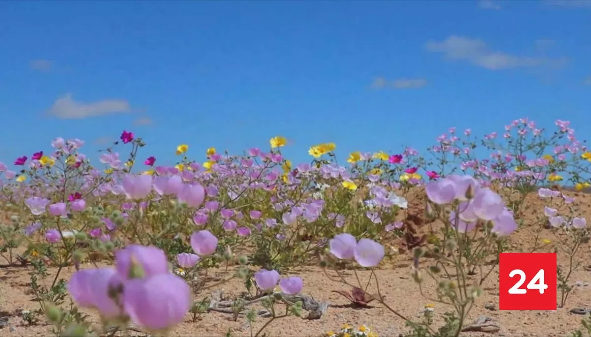 El laboratorio donde se cultiva el desierto florido