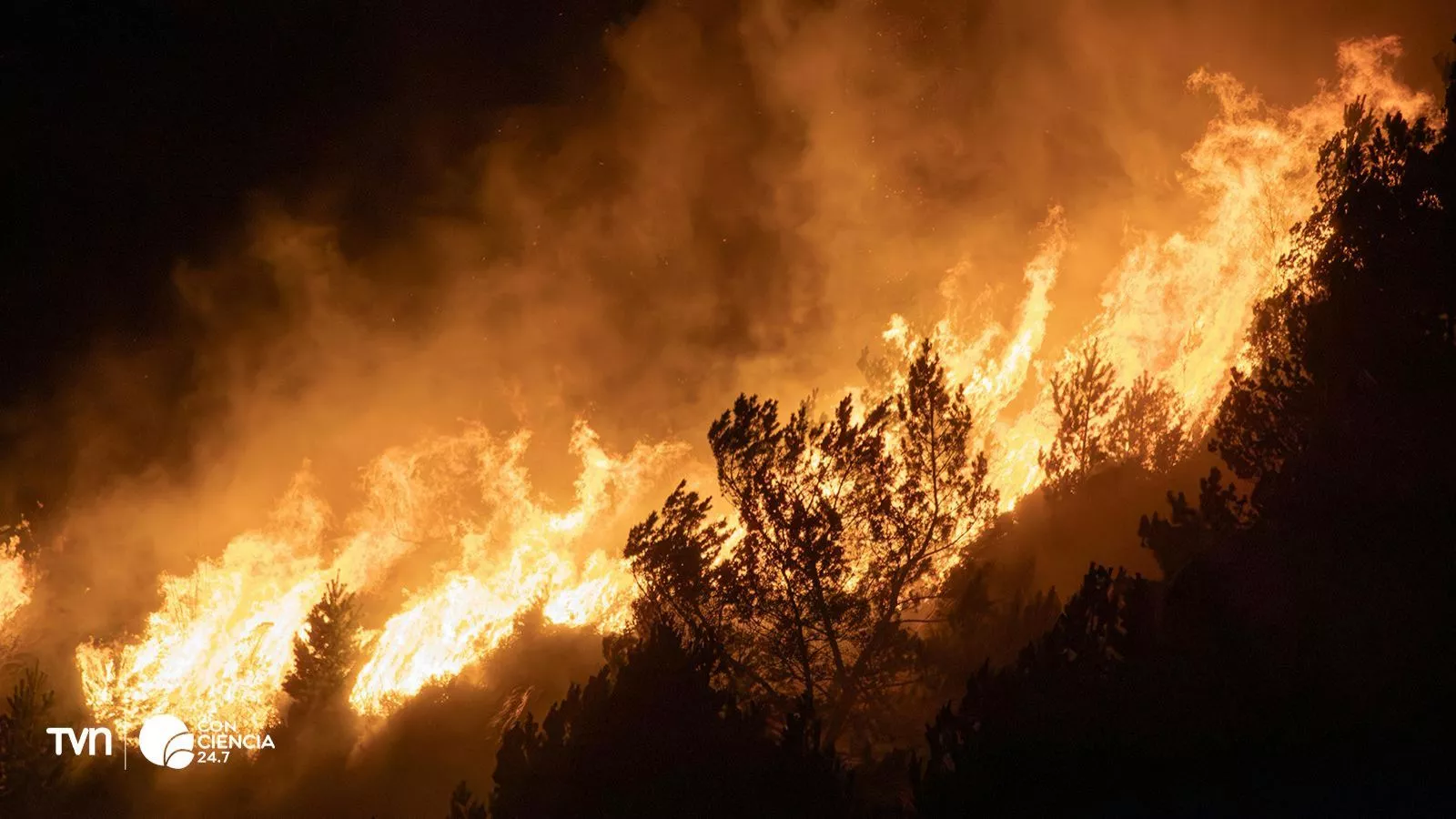 Incendio forestal.