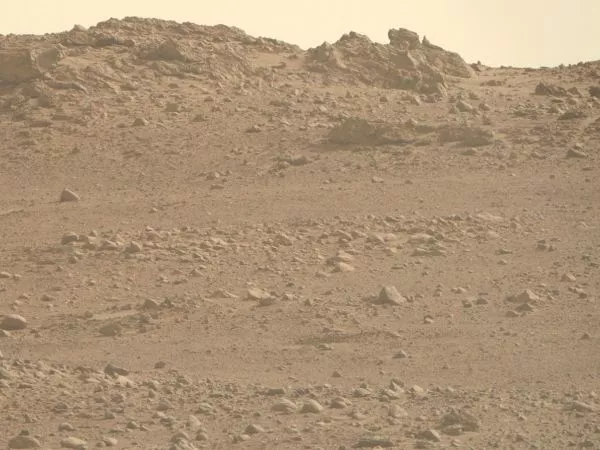 Hongo terrestre podría sobrevivir en Marte.