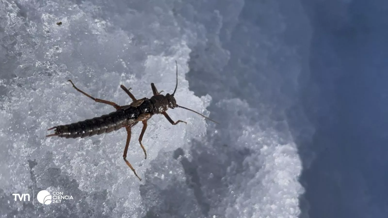 Insecto de clima extremo de frío.