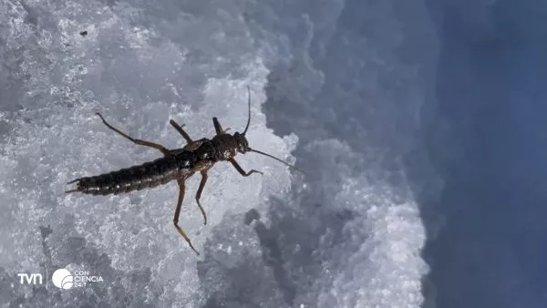 Insecto de clima extremo de frío.