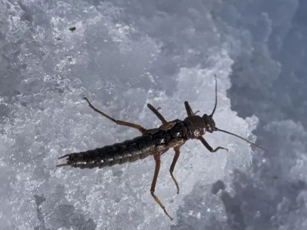 Insecto de clima extremo de frío.