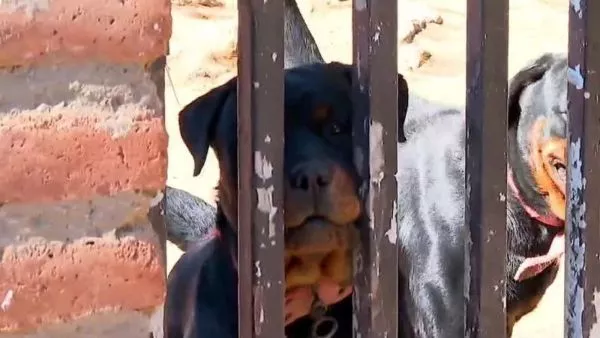 Rottweiler