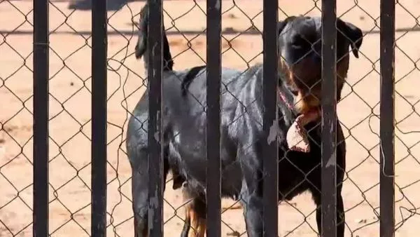 Perro Rottweiler