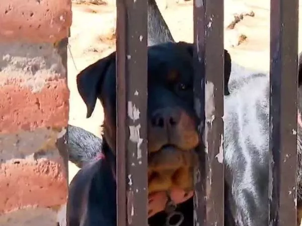 Rottweiler