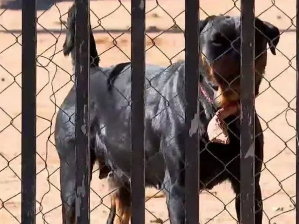 Perro Rottweiler