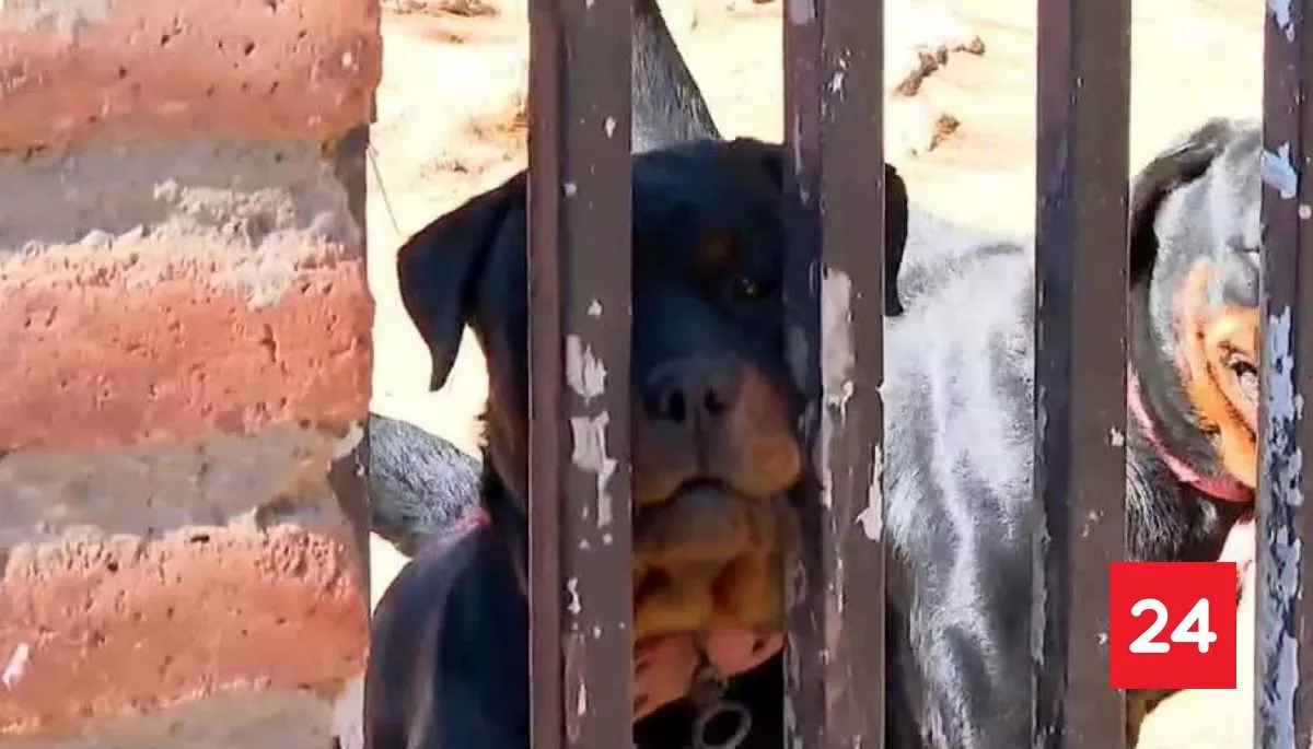 Adulto mayor se encuentra grave tras ser atacado por jauría de Rottweilers