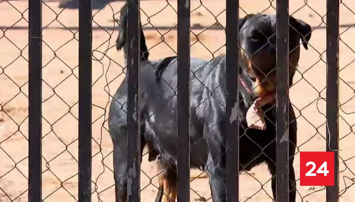 Hija del dueño de los perros quedó detenida: qué se sabe sobre el ataque de jauría a adulto mayor