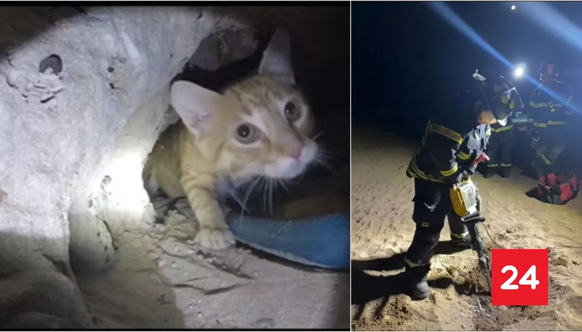 #Regiones 

Final feliz: el rescate de gatito atrapado en cueva que movilizó a Bomberos en Caldera

Más detalles⬇️