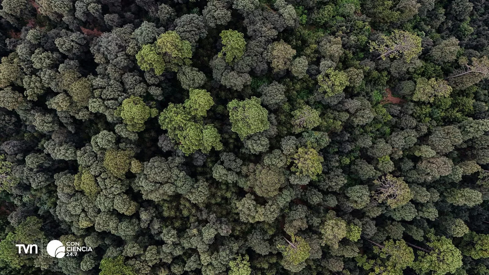 Bosque.