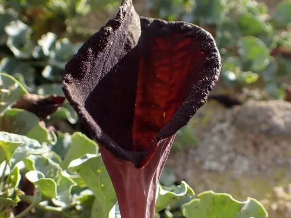 Orejas de zorro.