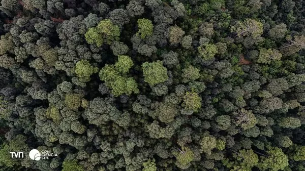 Bosque.