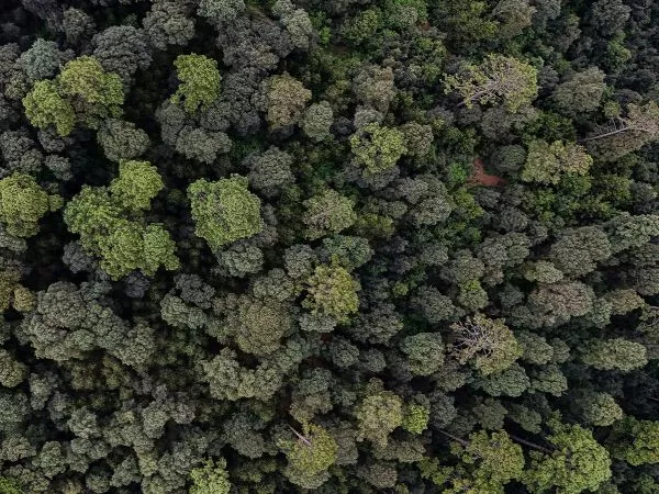 Bosque.