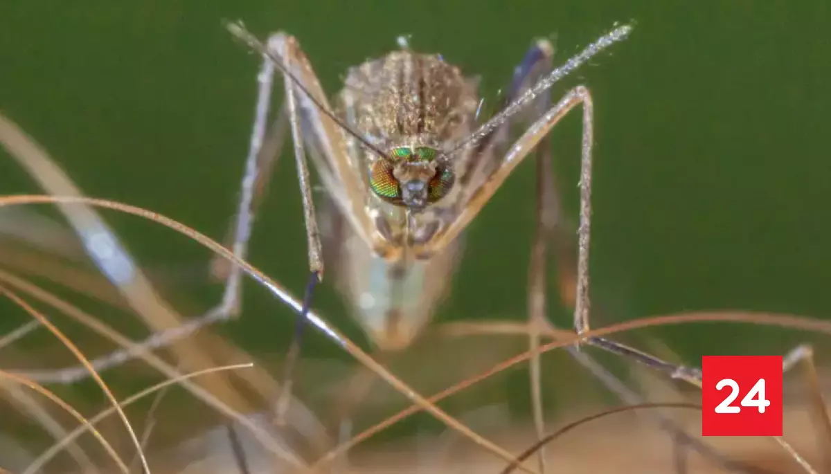 #DeutscheWelle 

Por qué hay que temerle más a los mosquitos que a los leones

Más detalles ⬇️