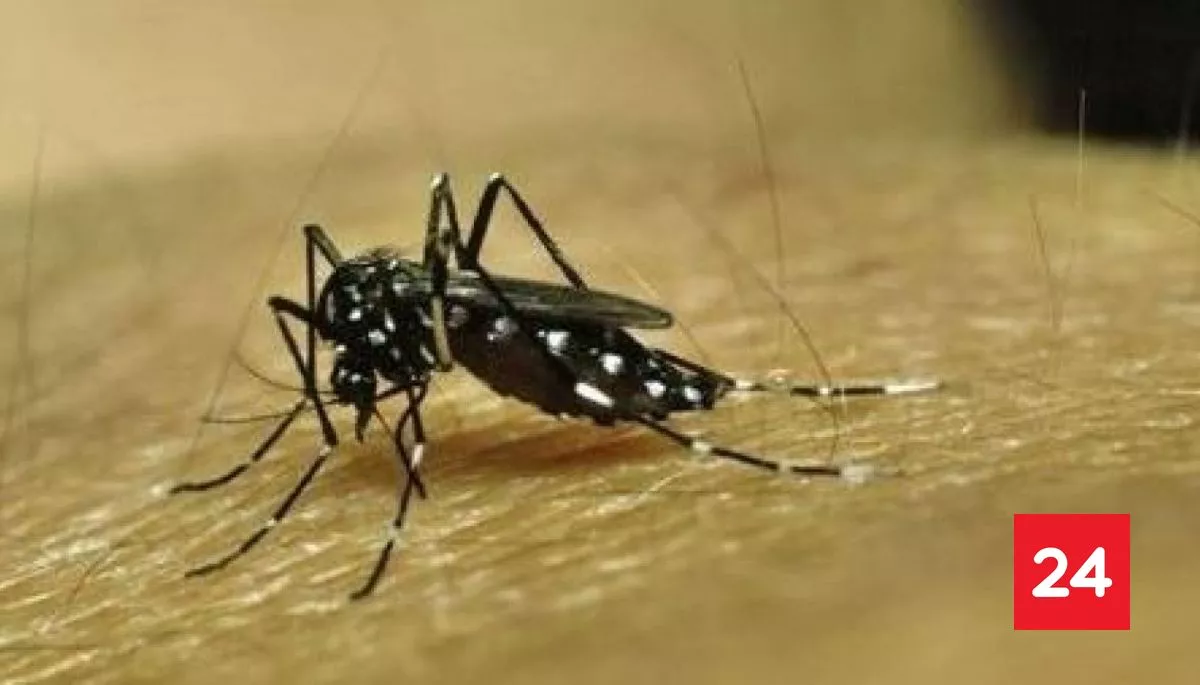 Senapred mantiene Alerta Amarilla en Rapa Nui por brote de dengue: 24 casos confirmados