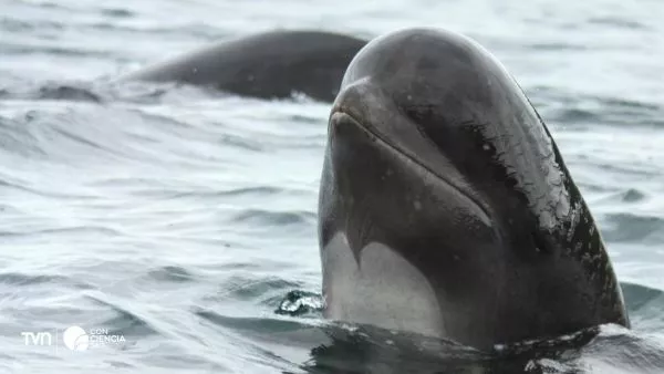 Cetáceos no logran comunicarse por el ruido de barcos en Gibraltar.