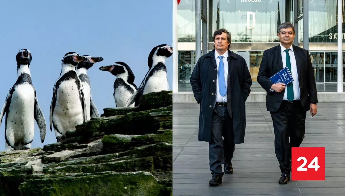 Caso Dominga: Admiten querella de Greenpeace por presunto cohecho y tráfico de influencias en el Poder Judicial