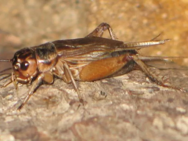 Grillos de casa.