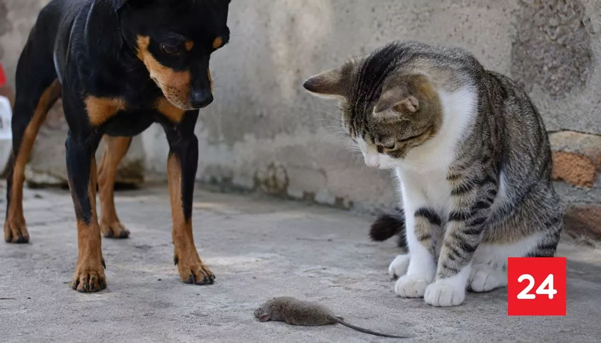 ¿Perros y gatos transmiten el Virus Hanta? Infectólogo responde