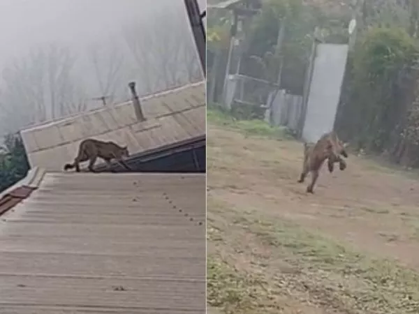 VIDEO: Puma es grabado en calle y sobre casas en Paine