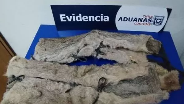 pieles puma decomiso aduanas