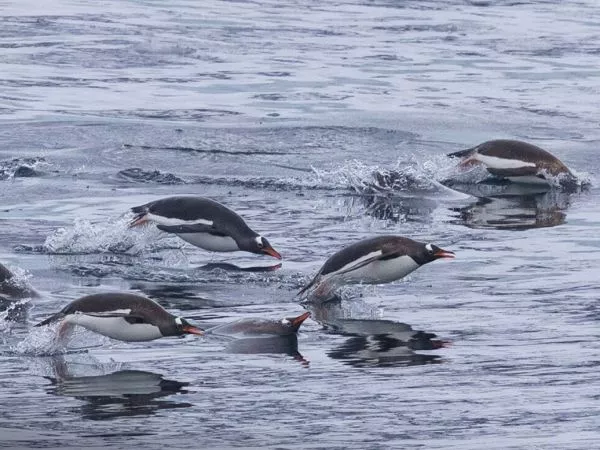 Pingüino papúa.