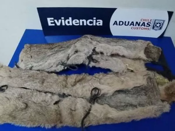 pieles puma decomiso aduanas