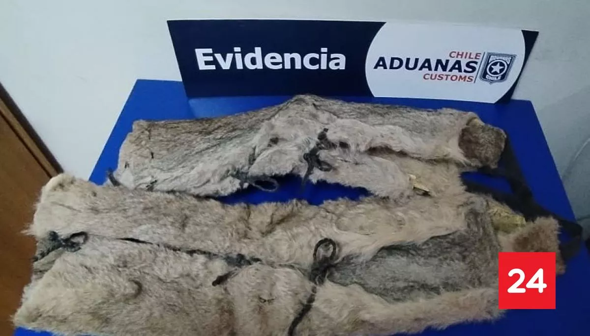 #Regiones 

Viajera argentina intentó ingresar con pieles de puma ocultas en su vehículo en paso Monte Aymond

Más detalles ⬇
