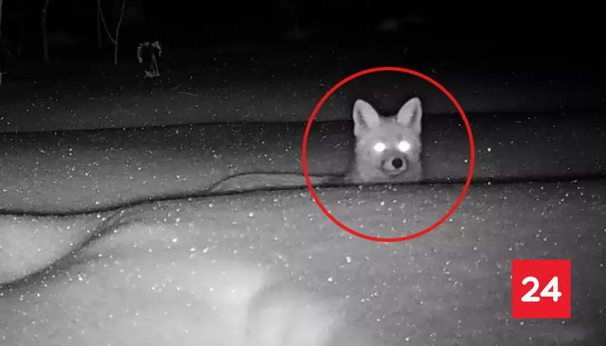 ¿Qué ocurre con los animales en Chernóbil?