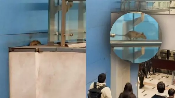 ratones metro linea 3