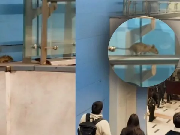 ratones metro linea 3