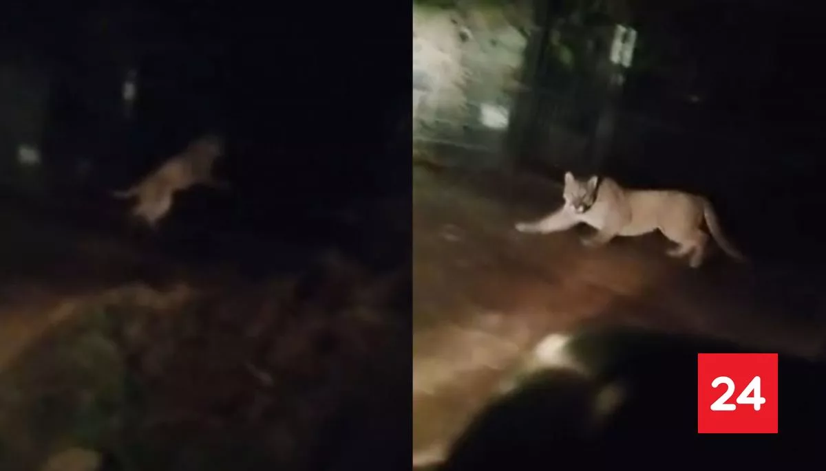 Puma fue nuevamente visto en Paine: Municipalidad pidió mantener la calma y evitar acercamientos