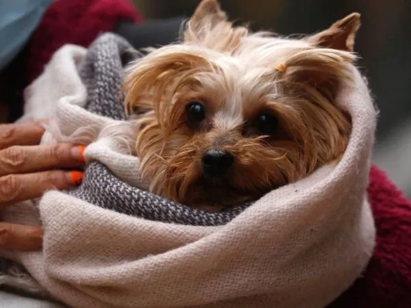 Perro abrigado por las bajas temperaturas