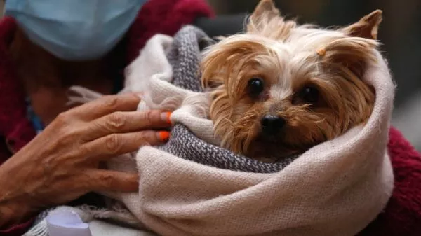 Perro abrigado por las bajas temperaturas