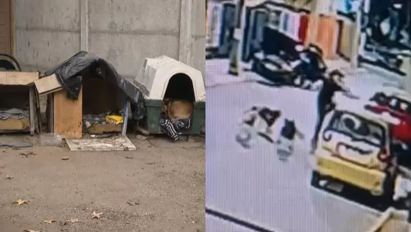ataque de perros Quilpué