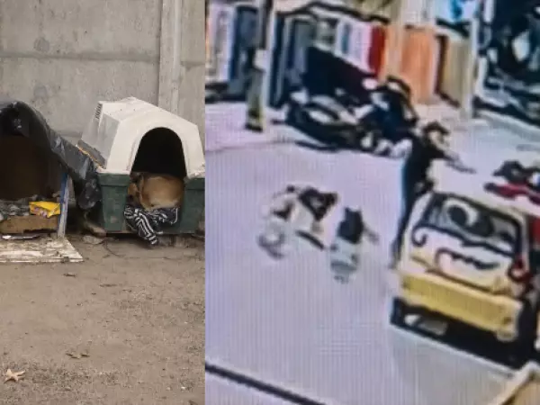 ataque de perros Quilpué