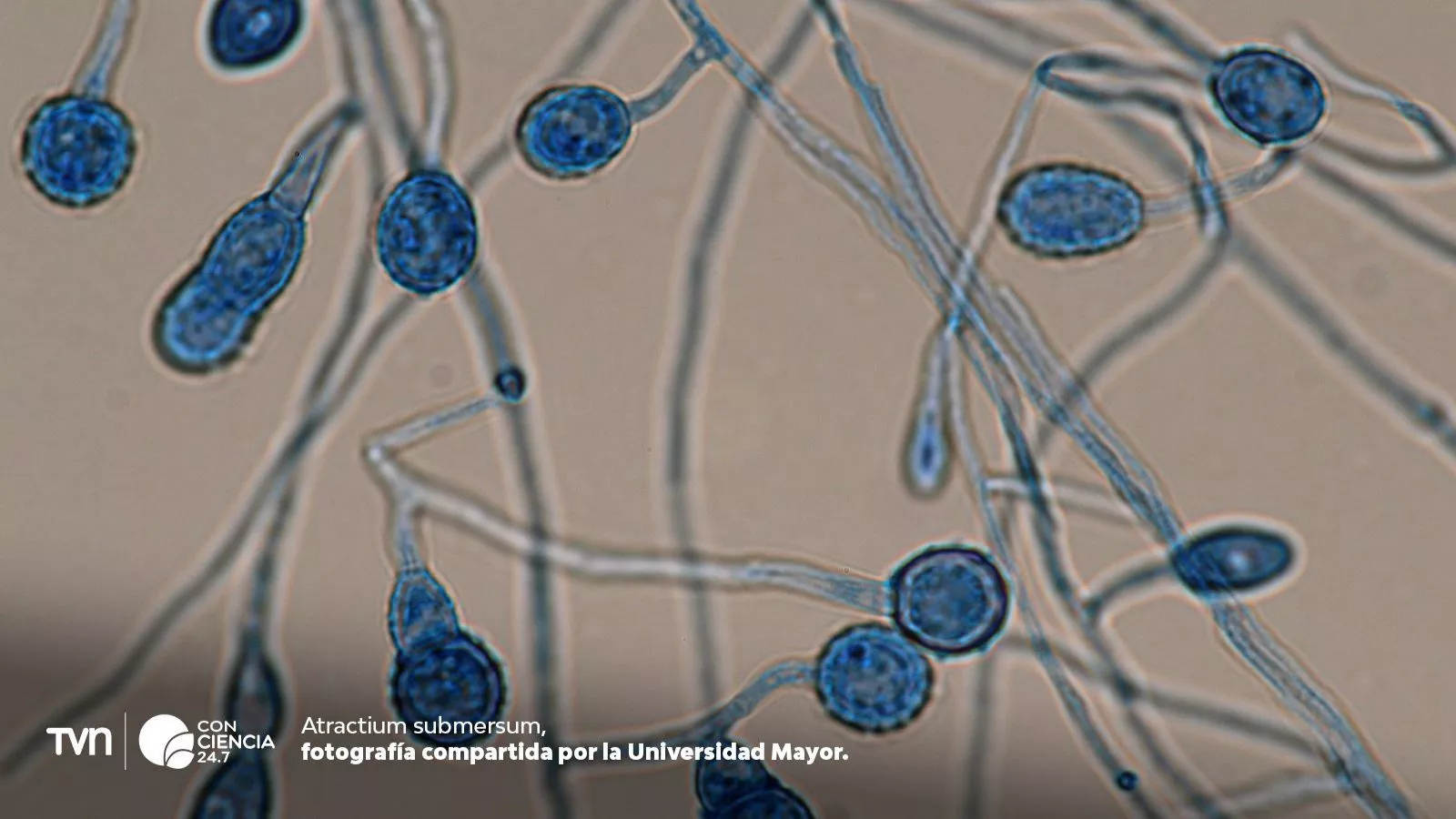 Descubren siete nuevas especies de hongos en Chile