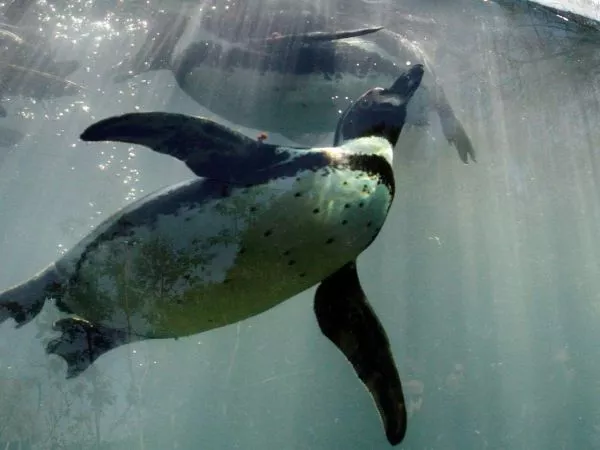 Pingüinos de Humboldt