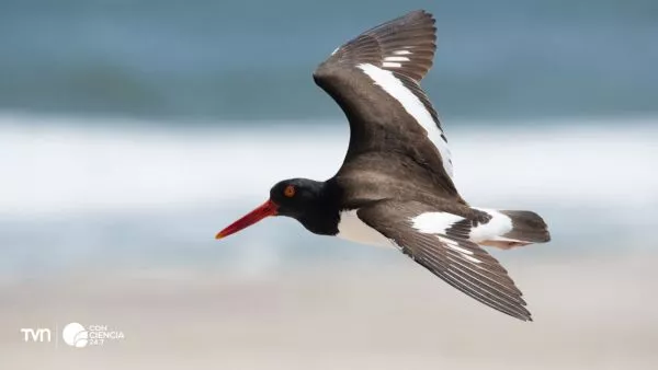 Pilpilén muere por residuos de pesca.