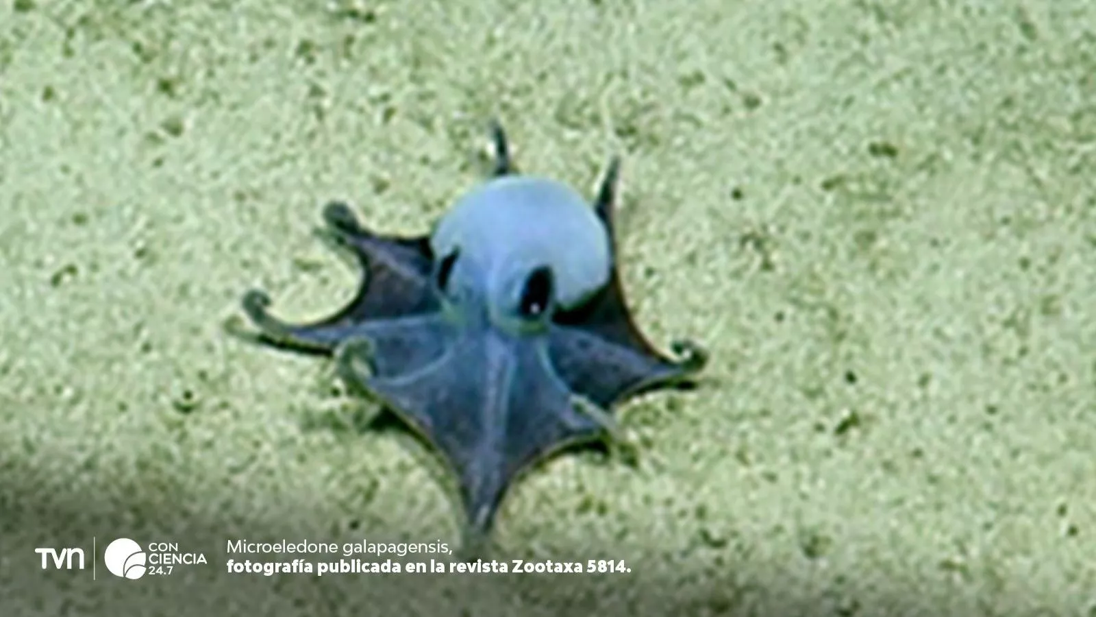 Descubren extraño pulpo azul en las profundidades de Galápagos.