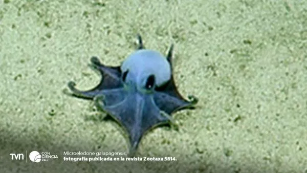 Descubren extraño pulpo azul en las profundidades de Galápagos.