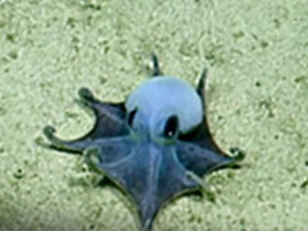 Descubren extraño pulpo azul en las profundidades de Galápagos.