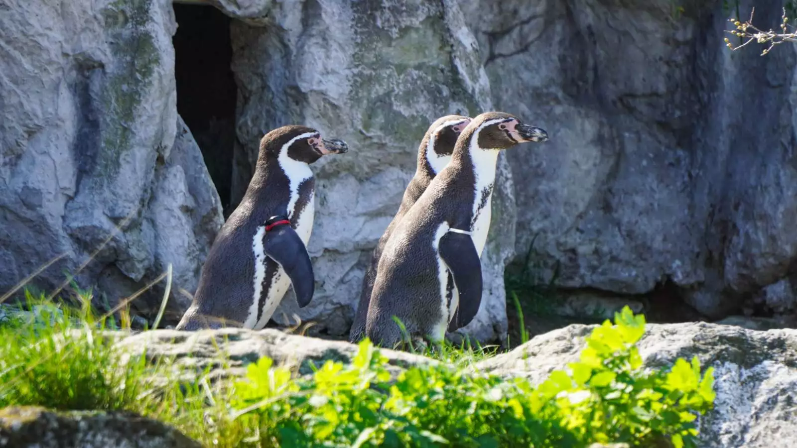 Pingüinos de Humboldt