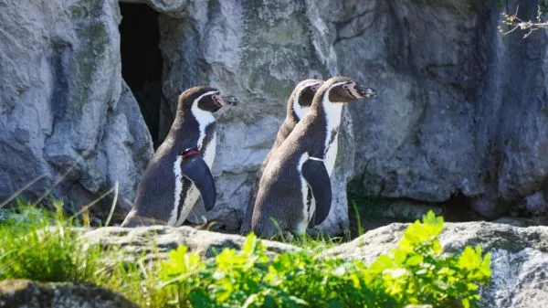 Pingüinos de Humboldt