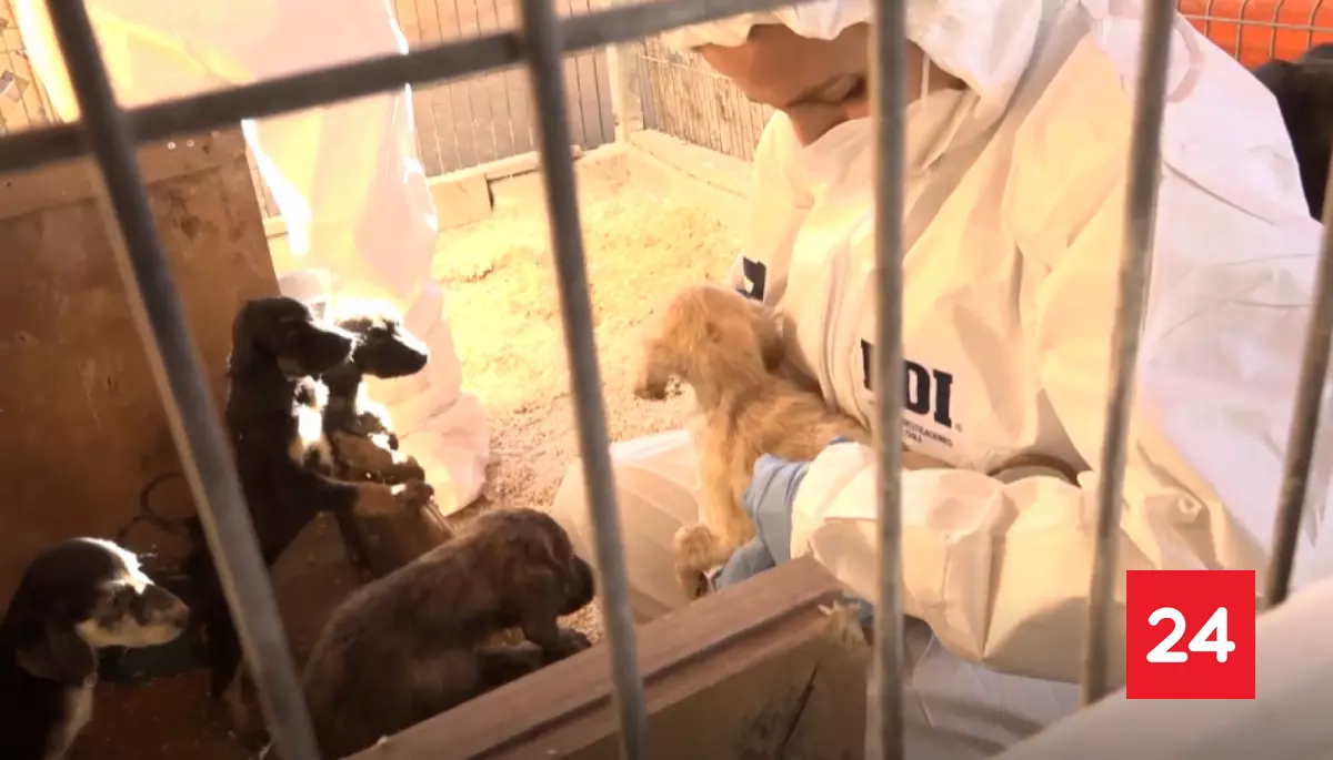 #Nacional 

PDI desmantela criadero clandestino con 50 perros en La Florida: sujeto fue detenido por maltrato animal 

Más detalles ⬇
