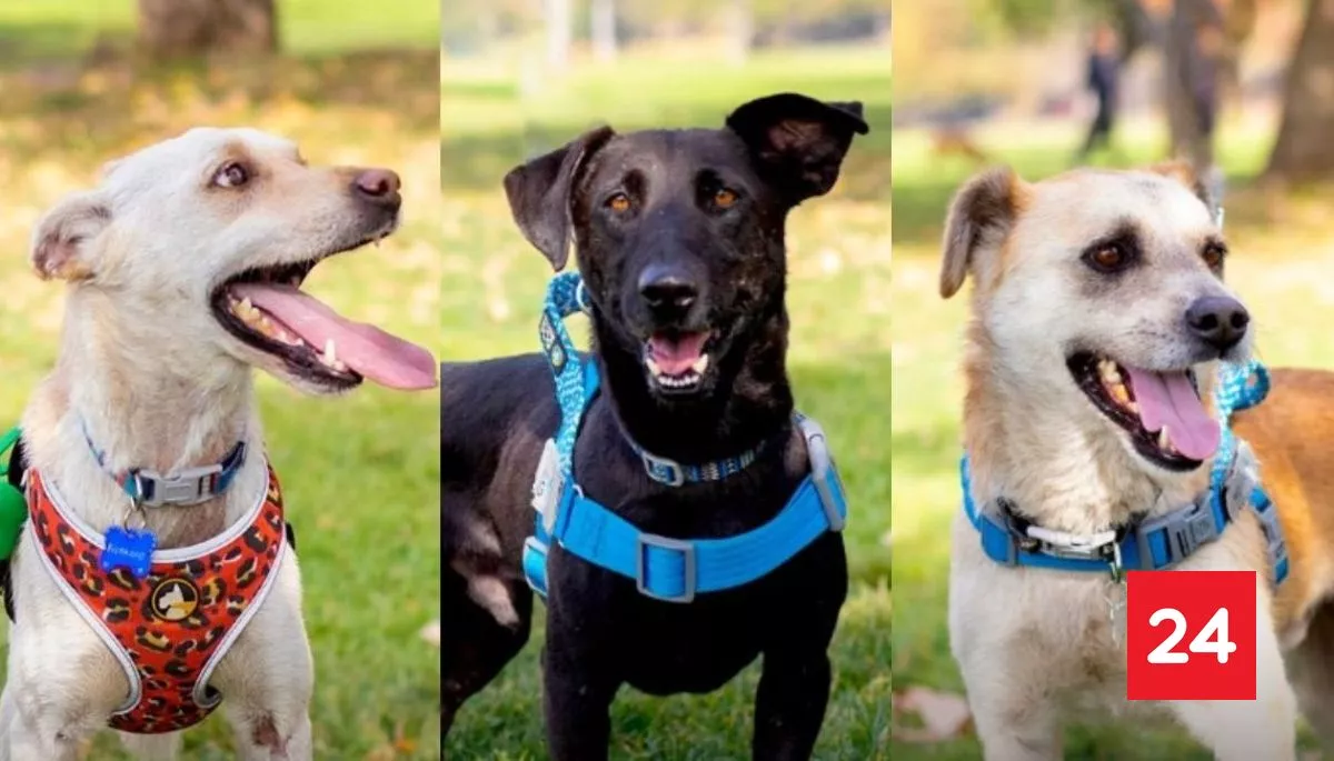 ✨️ #Tendencias 

Caju, Avellano y Pistacho: Los perritos que sobrevivieron a la explosión de Renca buscan un hogar

Más detalles ⬇️
