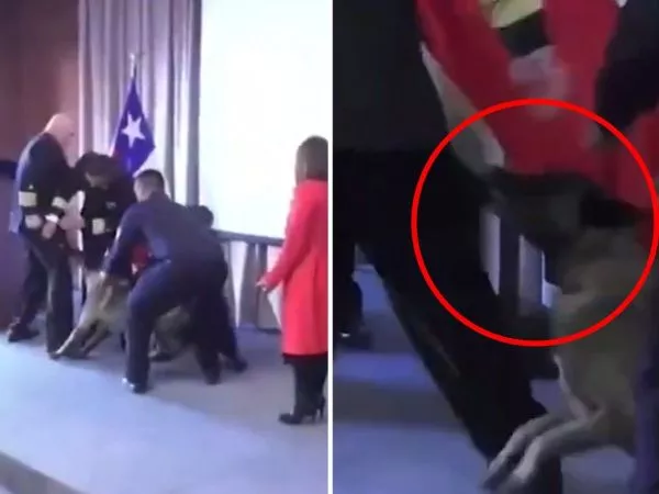 Perro antidrogas mordiendo a vicealmirante de la Armada