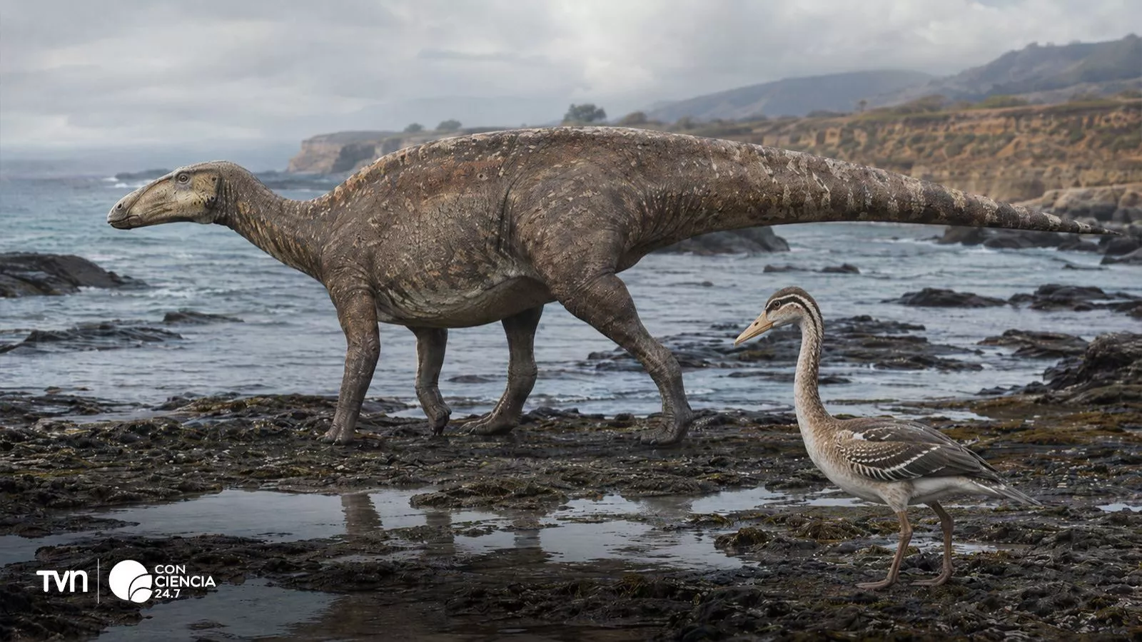 Confirman presencia de fósiles del Cretácico en Algarrobo.