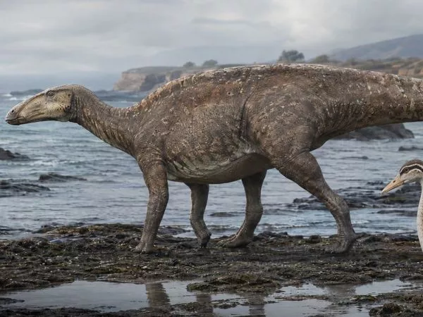 Confirman presencia de fósiles del Cretácico en Algarrobo.
