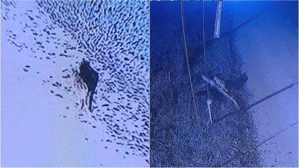 Registran nuevo avistamiento de puma en Paine El ejemplar, que corresponde a un cachorro, fue captado por cámaras de seguridad en un condominio del sector de Laguna de Aculeo.